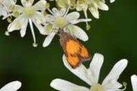 Pammene aurana