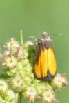Pammene aurana