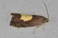 Pammene regiana