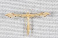 Gillmeria ochrodactyla