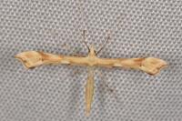 Gillmeria ochrodactyla