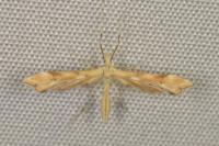 Gillmeria ochrodactyla