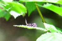 Euplocamus anthracinalis
