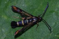 Synanthedon conopiformis