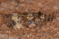 Endothenia