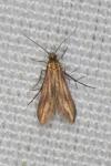 Schreckensteinia festaliella