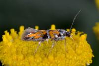 Chrysoesthia drurella