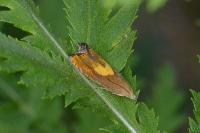 Dichrorampha