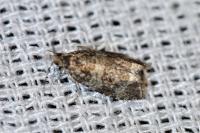 Celypha lacunana