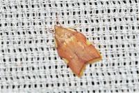 Carcina quercana