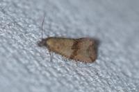Celypha striana