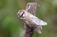 Cossus cossus