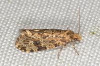 Montescardia tessulatella
