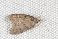 Luquetia lobella