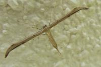 Emmelina monodactyla