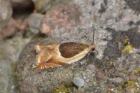 Ancylis badiana