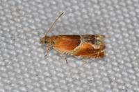 Ancylis obtusana
