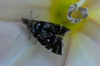 Prochoreutis myllerana