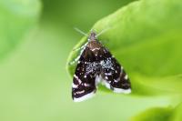 Prochoreutis myllerana