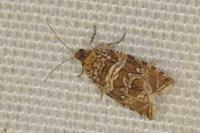 Celypha rivulana