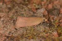Celypha rufana