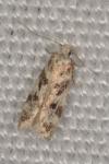 Chionodes electella