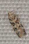 Chionodes electella