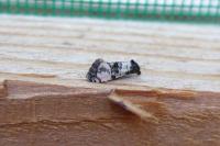 Cochylichroa atricapitana