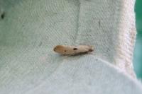 Tinea trinotella