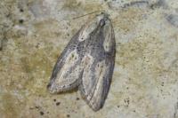 Doloploca punctulana