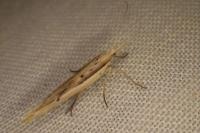 Ypsolopha mucronella