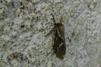 Korscheltellus lupulinus