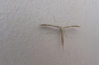 Emmelina monodactyla