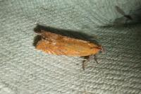 Lathronympha strigana
