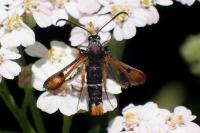 Pyropteron chrysidiforme