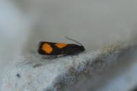 Pammene aurana