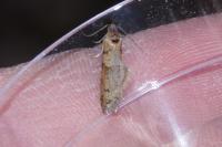 Tortricodes alternella