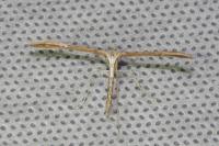 Emmelina monodactyla