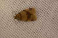 Epagoge grotiana