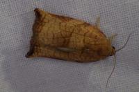 Archips podana