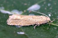 Pelochrista caecimaculana