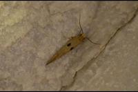 Tinea trinotella