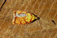 Acleris bergmanniana
