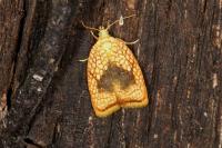 Acleris forsskaleana