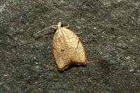 Acleris forsskaleana