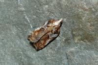 Acleris cristana