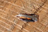 Acleris cristana