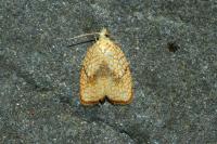 Acleris forsskaleana