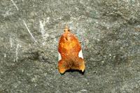Acleris holmiana