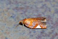Acleris holmiana